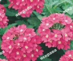 Verbena hybrid Pink 0.1 g, Flower seeds, 20 pcs.