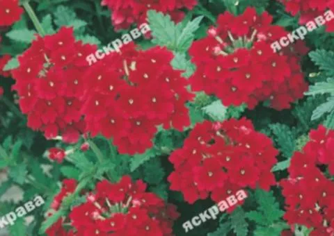 Verbena hybrid Red 0.1 g, Flower seeds, 20 pcs