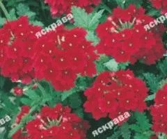 Verbena hybrid Red 0.1 g, Flower seeds, 20 pcs