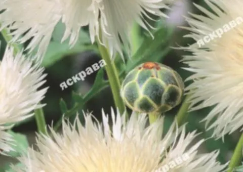 Cornflower Royal White 0.5 g, Flower Seeds, 20 pcs