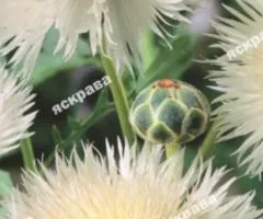 Cornflower Royal White 0.5 g, Flower Seeds, 20 pcs