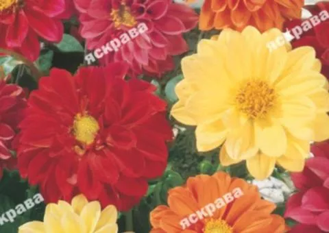 Dahlias double tall mix 0.3 g, Flower seeds, 20 pcs.