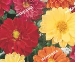 Dahlias double tall mix 0.3 g, Flower seeds, 20 pcs.