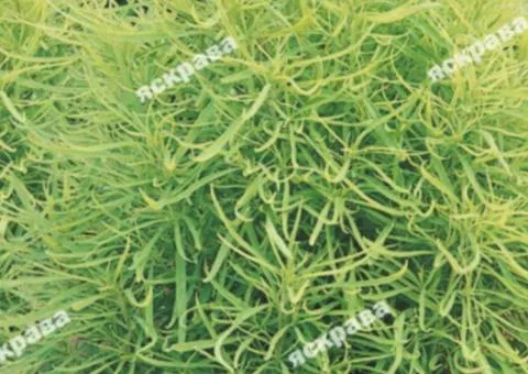 Kochia 0.5 g, Flower Seeds, 20 pcs.