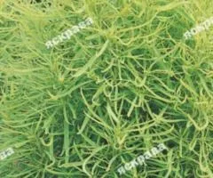 Kochia 0.5 g, Flower Seeds, 20 pcs.