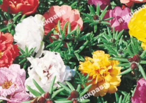 Portulaca Double mix 0.2 g, Flower seeds, 20 pcs.