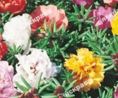 Portulaca Double mix 0.2 g, Flower seeds, 20 pcs.
