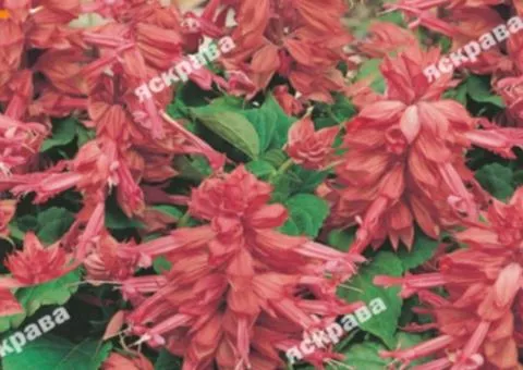 Salvia splendens Pink 0.2 g, Flower Seeds, 20 pcs