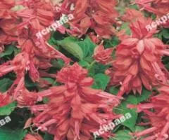 Salvia splendens Pink 0.2 g, Flower Seeds, 20 pcs