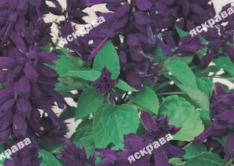 Shining Sage Purple 0.2 g, Flower Seeds, 20 pcs