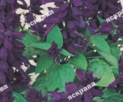 Shining Sage Purple 0.2 g, Flower Seeds, 20 pcs