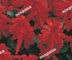Salvia splendens Red 0.2 g, Flower Seeds, 20 pcs