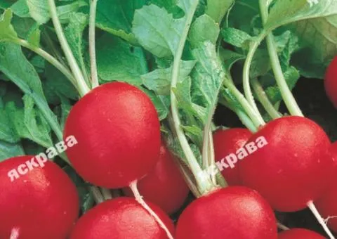 Редиска Жара 3 г, Насіння овочів, 20 шт.