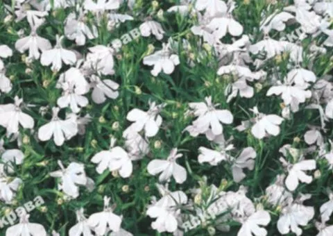 Lobelia White Carpet 0.1 g, Flower Seeds, 20 pcs.
