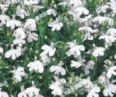 Lobelia White Carpet 0.1 g, Flower Seeds, 20 pcs.