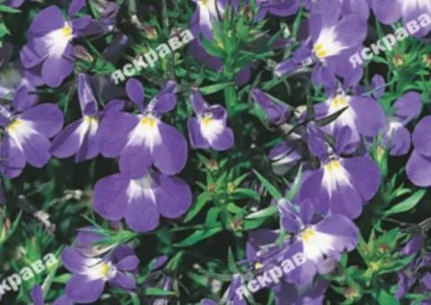 Lobelia Blue Carpet 0.1 g, Flower Seeds, 20 pcs