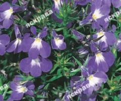 Lobelia Blue Carpet 0.1 g, Flower Seeds, 20 pcs