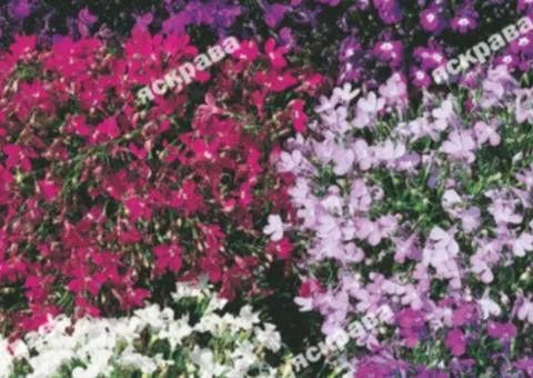 Lobelia mix 0.1 g, Flower seeds, 20 pcs.