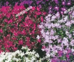 Lobelia mix 0.1 g, Flower seeds, 20 pcs.