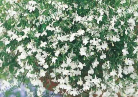 Lobelia trailing White Cascade 0.1 g, Flower seeds, 20 pcs