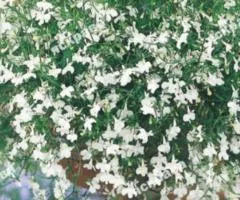 Lobelia trailing White Cascade 0.1 g, Flower seeds, 20 pcs