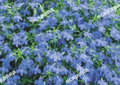 Lobelia trailing Blue Cascade 0.1 g, Flower seeds, 20 pcs.