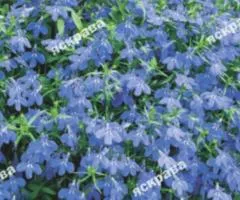 Lobelia trailing Blue Cascade 0.1 g, Flower seeds, 20 pcs.