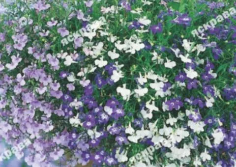 Lobelia trailing mix 0.1 g, Flower seeds, 20 pcs.