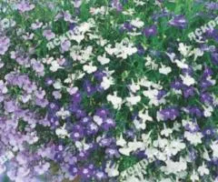 Lobelia trailing mix 0.1 g, Flower seeds, 20 pcs.