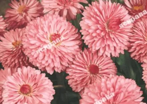 Double daisy Monterossa 0.1 g, Flower seeds, 20 pcs
