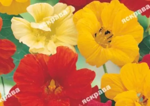 Nasturtium Tall Double Mix 1.0 g, Flower Seeds, 20 pcs