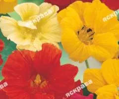 Nasturtium Tall Double Mix 1.0 g, Flower Seeds, 20 pcs