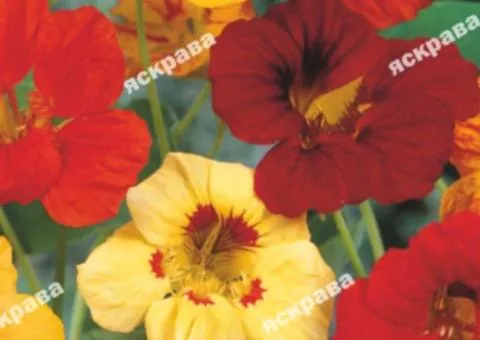 Nasturtium Dwarf mix 1.0 g, Flower seeds, 20 pcs.