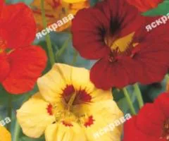 Nasturtium Dwarf mix 1.0 g, Flower seeds, 20 pcs.