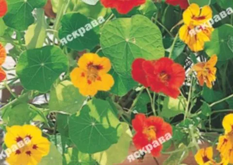 Nasturtium trailing Mix 1.0 g, Flower seeds, 20 pcs.