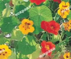 Nasturtium trailing Mix 1.0 g, Flower seeds, 20 pcs.