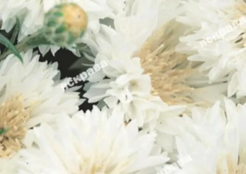 Cornflower Double White 0.5 g, Flower Seeds, 20 pcs.