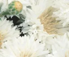Cornflower Double White 0.5 g, Flower Seeds, 20 pcs.