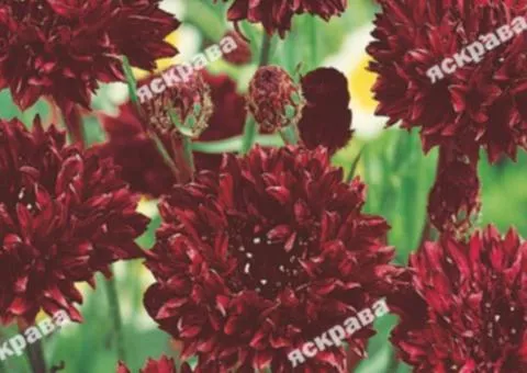 Cornflower Double Red 0.5 g, Flower Seeds, 20 pcs