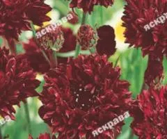 Cornflower Double Red 0.5 g, Flower Seeds, 20 pcs