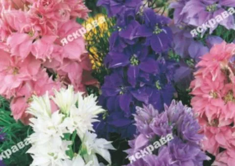 Delphinium Annual Short Mix 0.5 g, Flower Seeds, 20 pcs.