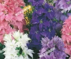 Delphinium Annual Short Mix 0.5 g, Flower Seeds, 20 pcs.