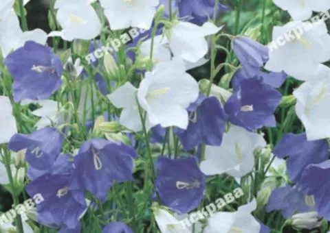 Carpathian Bellflowers perennial 0.1 g, Flower seeds, 20 pcs.