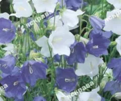 Carpathian Bellflowers perennial 0.1 g, Flower seeds, 20 pcs.