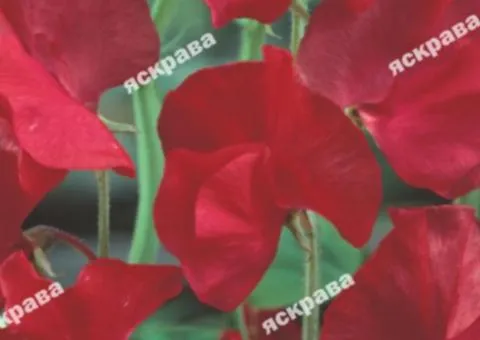 Fragrant Sweet Pea Kenneth 1.0 g, Flower Seeds, 20 pcs