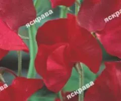 Fragrant Sweet Pea Kenneth 1.0 g, Flower Seeds, 20 pcs