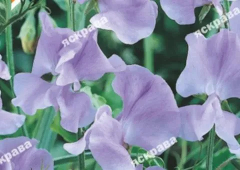 Fragrant sweet pea Tommy 1.0 g, Flower seeds, 20 pcs.