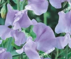 Fragrant sweet pea Tommy 1.0 g, Flower seeds, 20 pcs.