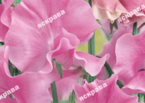 Fragrant sweet pea Frank 1.0 g, Flower seeds, 20 pcs.