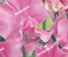 Fragrant sweet pea Frank 1.0 g, Flower seeds, 20 pcs.